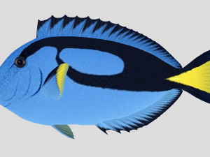 blue tang tropical fish ar-vr Modelo 3D