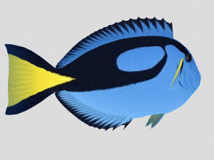 blue tang tropical fish ar-vr Modelo 3D