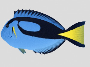 blue tang tropical fish ar-vr Modelo 3D