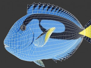 blue tang tropical fish ar-vr Modelo 3D
