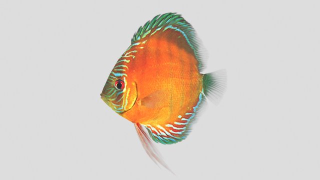 alenquer discus fish ar-vr Modelo 3D .c4d .max .obj .3ds .fbx .stl .blend 
