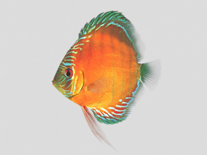alenquer discus fish ar-vr 3D Модель