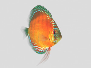 alenquer discus fish ar-vr Modelo 3D