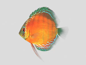 alenquer discus fish ar-vr 3D Model