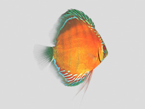 alenquer discus fish ar-vr Modelo 3D