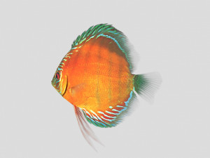 alenquer discus fish ar-vr Modelo 3D