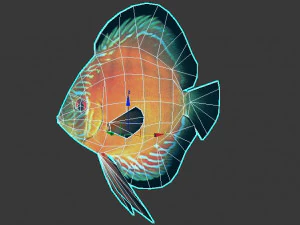 alenquer discus fish ar-vr 3D Model
