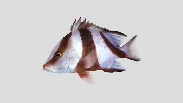 emperor red snapper fish ar-vr 3D Model .c4d .max .obj .3ds .fbx .stl .blend 