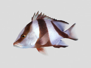emperor red snapper fish ar-vr 3D मॉडल