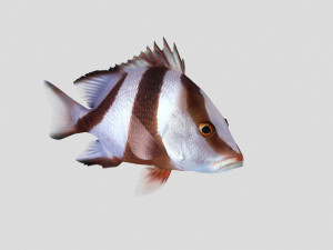 emperor red snapper fish ar-vr 3D Model