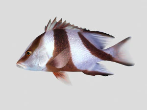 emperor red snapper fish ar-vr 3D Model