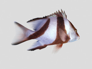 emperor red snapper fish ar-vr 3D Model