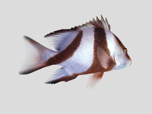 emperor red snapper fish ar-vr 3D Model