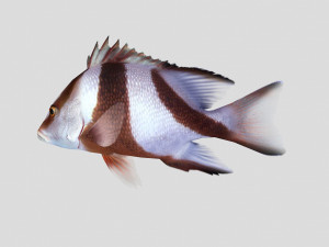 emperor red snapper fish ar-vr 3D Model