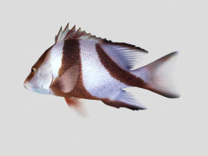 emperor red snapper fish ar-vr 3D Model