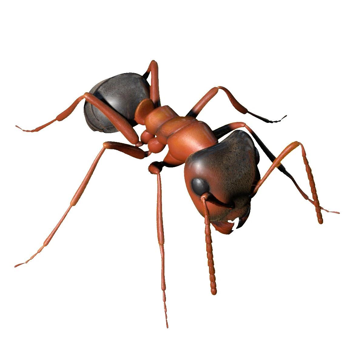 ant rigged 3D Model .c4d .max .obj .3ds .fbx .stl .blend 