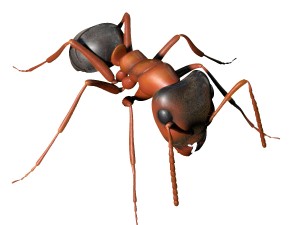 ant rigged 3D Model