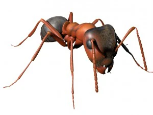 ant rigged 3D Model