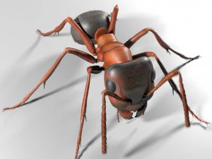 ant rigged 3D Model