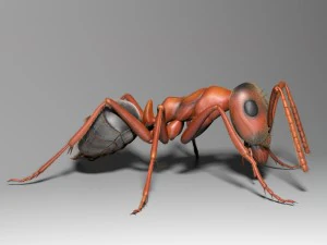 ant rigged 3D Model