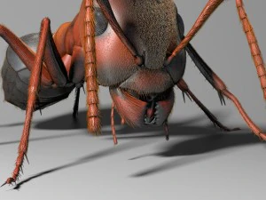 ant rigged 3D Model
