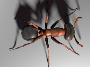 ant rigged 3D Model