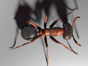 ant rigged 3D Model