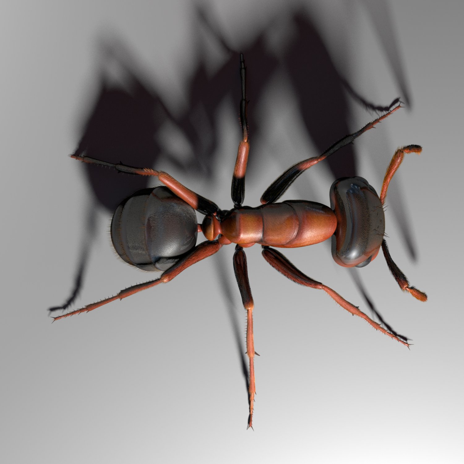 3d ant. Ant 3d model. ant 3d full.