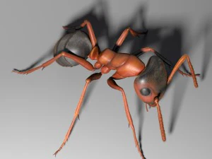 ant rigged 3D Model