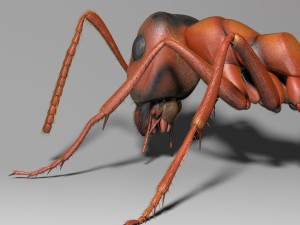 ant rigged 3D Model