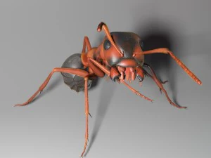 ant rigged 3D Model