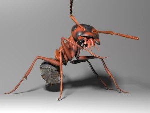 ant rigged 3D Model