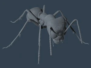 ant rigged 3D Model