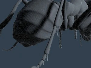 ant rigged 3D Model