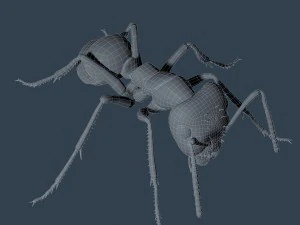 ant rigged 3D Model