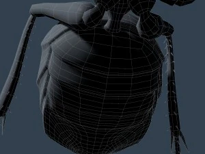 ant rigged 3D Model