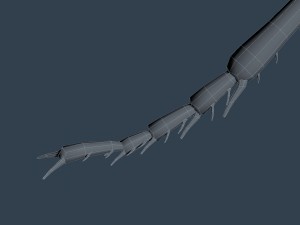 ant rigged 3D Model