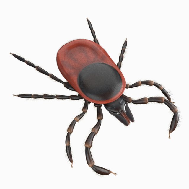 tick rigged 3D Model .c4d .max .obj .3ds .fbx .stl .blend 