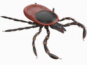 tick rigged 3D Model