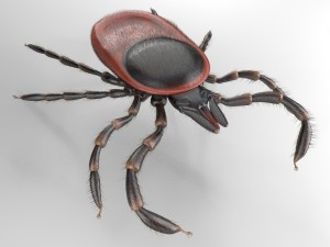 tick rigged 3D Model
