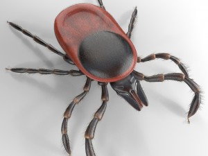 tick rigged 3D Model