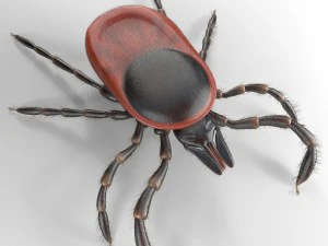 tick rigged 3D Model