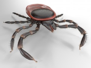 tick rigged 3D Model
