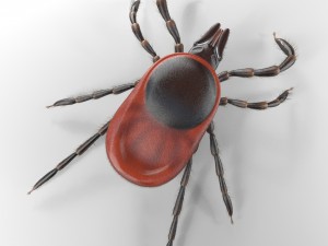 tick rigged 3D Model