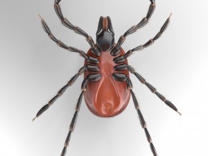 tick rigged 3D Model