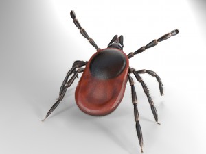 tick rigged 3D Model