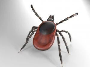tick rigged 3D Model