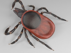tick rigged 3D Model