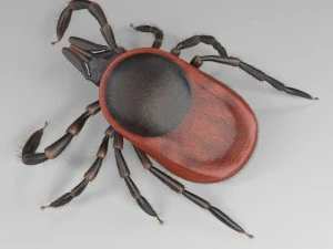 tick rigged 3D Model