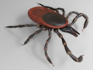 tick rigged 3D Model